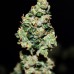 Green Crack Auto - FastBuds